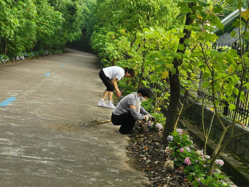 郑丽敏|绣球路！一条用爱心铺就的“网红”打卡路