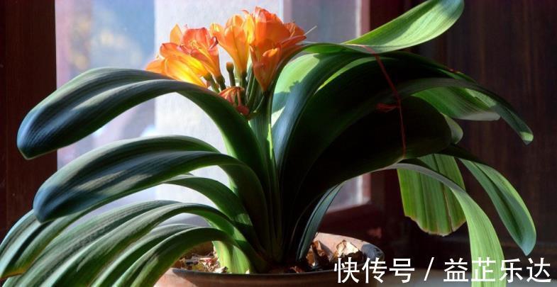 酸性土|路边随处可见的它，被誉为“天然酸性土”，又肥又透气