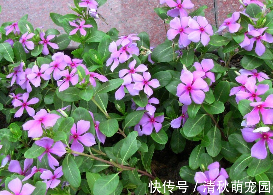 雨水|浇花用什么水好?自来水、雨水、生活废水,哪个更合适?