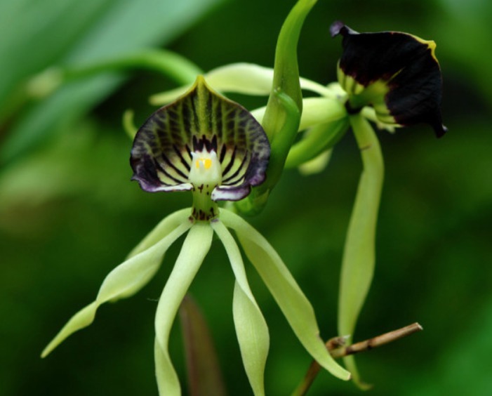 兰花夏天怎么养教你3个养护小妙招,兰花安然度夏,叶子不发黄