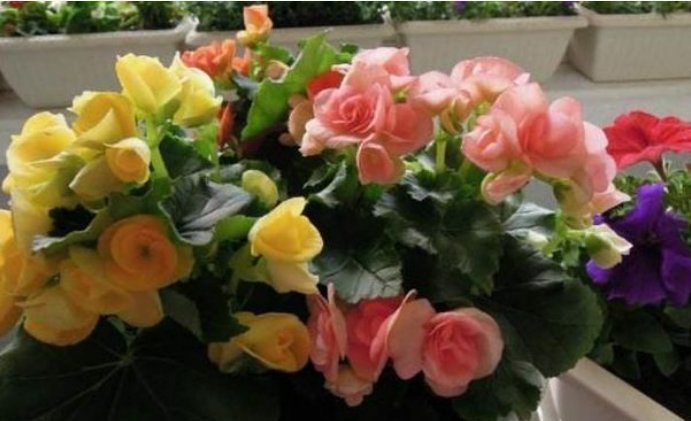 家里养上4种花，10元两盆，盆盆开成大花球，吉祥又如意！