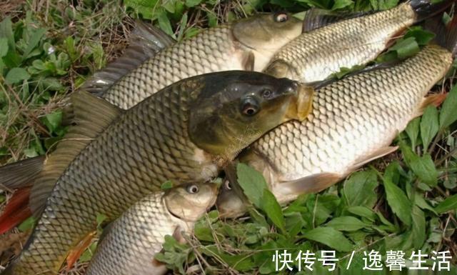 西南风|天刮西南风气死老钓翁野钓风向对鱼获影响知多少