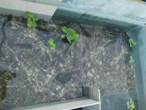 钓的野生鱼太多吃不完,钓鱼人灵机一动:楼顶建个鱼池养起来!