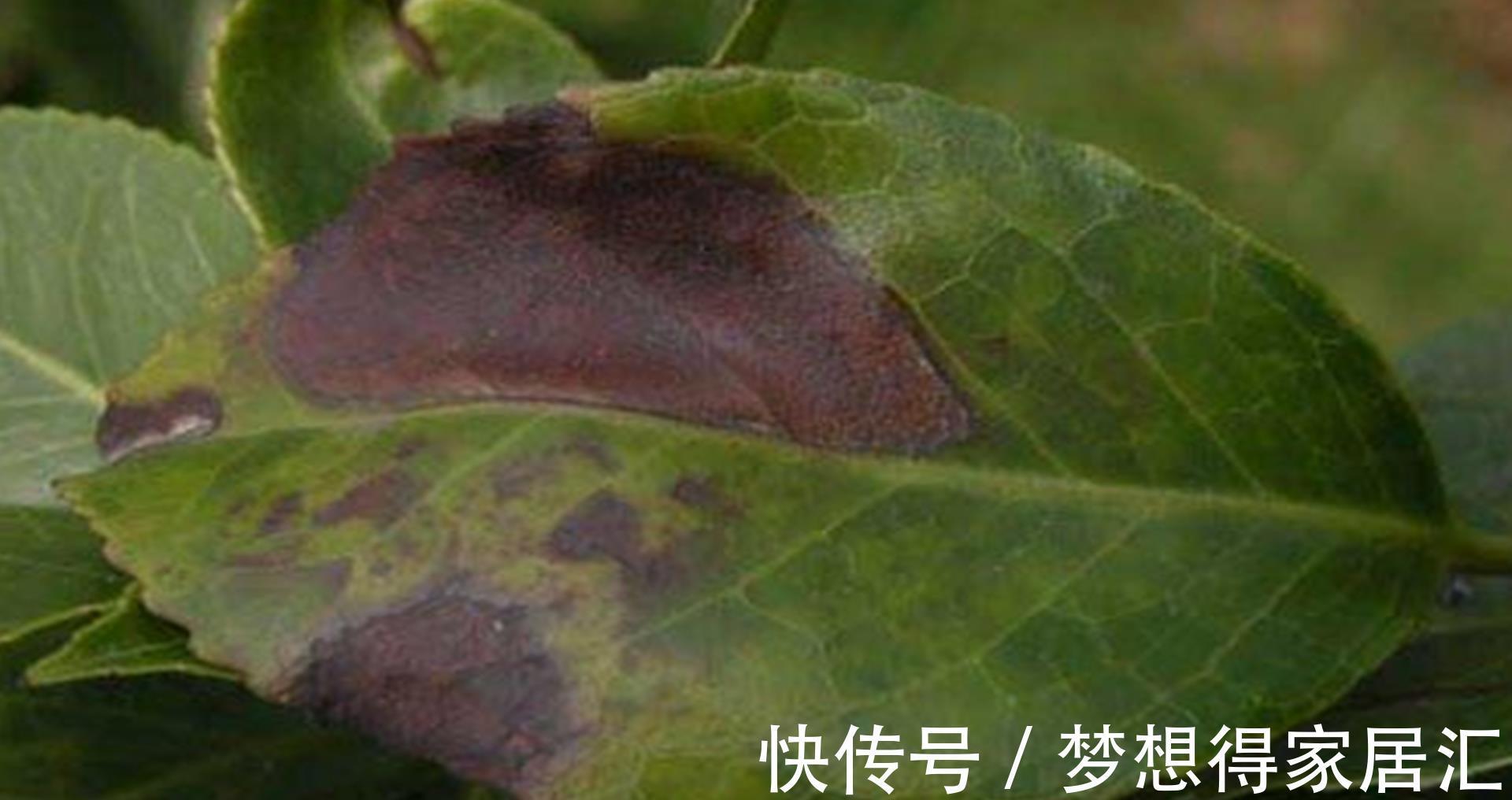 病虫害|茶花夏季经常枯萎死亡，可能是它导致的，及时发现及时治疗