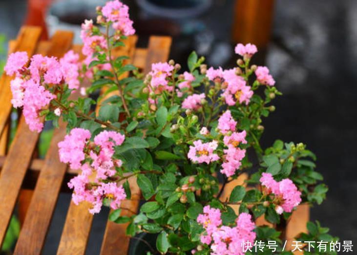 养花肥料分“四类”,缺1种就难养好,家中要常备才行!