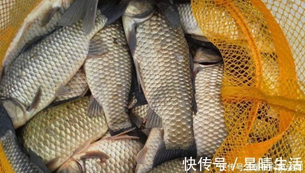 大鲫|夏季鲫鱼难钓,用长竿短线蘸米钓,杂鱼不闹钩,底钓大鲫很优秀