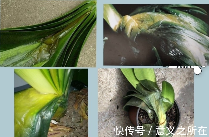 君子兰常见的介壳虫有哪些？如何防治，见效快?