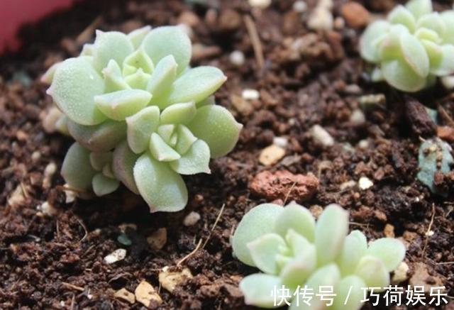 小苗|多肉植物小苗“度夏”难，教你4招，长出“小嫩叶”，根系壮！