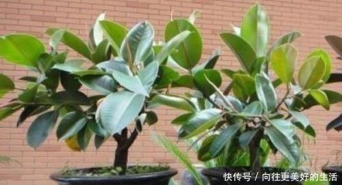 橡皮树,一刀剪得光秃秃,这样养护,起死回生冒新枝!