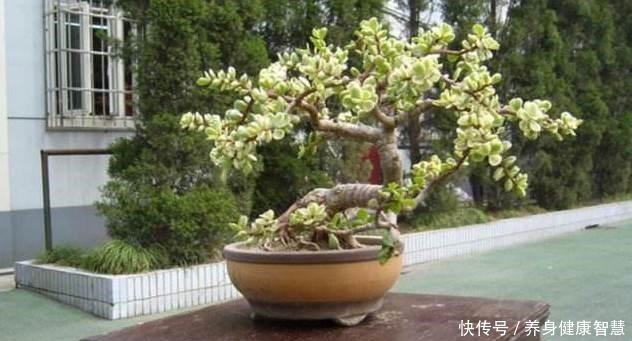 养好金枝玉叶,无非掌握“5要点”,做到位了,枝干粗壮、嫩叶窜!