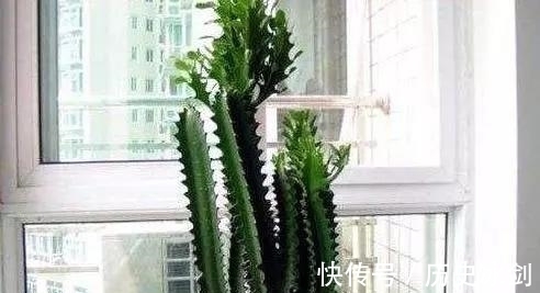 鹅掌木|客厅养花有“讲究”,这3种树养1盆,好看又养眼,还能带来好运气