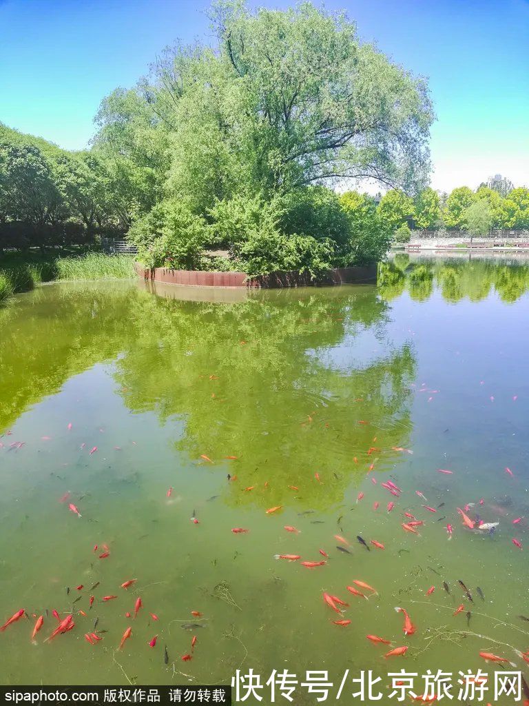 盗梦空间|免费！雾里看花水中望月！这个小众公园已化身湖光仙境！太美了