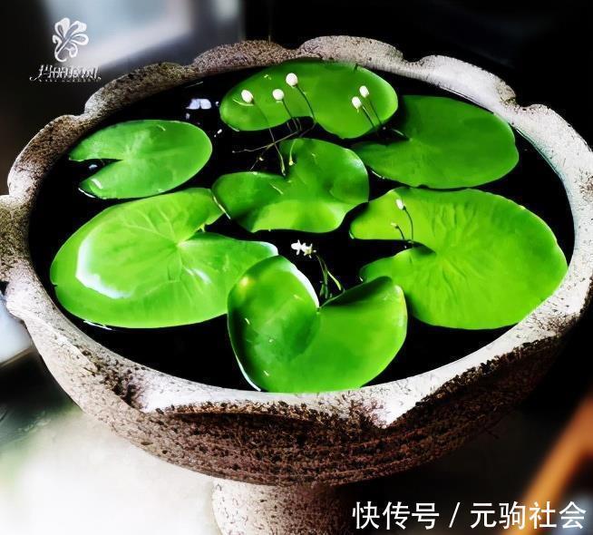 虎皮兰|谁说养花难？4种“泼辣花”，扔在土里就生根，繁殖一片小崽子