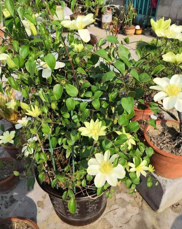 此种“液体肥”，养花实惠又好用，自己制作，养花特别棒！