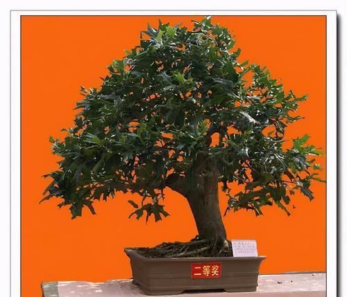 枸骨是制作盆景的好素材,集观形、观叶、观果于一身,还很好养活