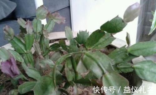 长根|3种花死了也别扔,1刀下去留下“根”,新芽蹭蹭长,四季油绿