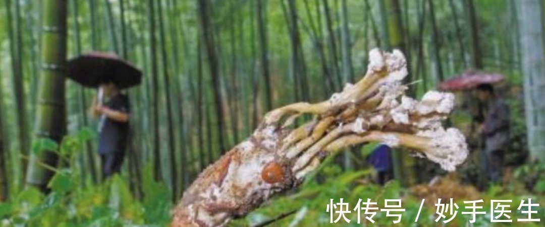 对照组|神奇的中草药|原是有毒的中草药,摇身一变竟成治疗癌症的靶向药