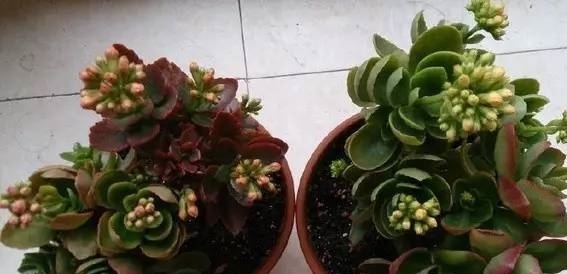 长寿花得黑腐必死无疑?做好3种防护,给它“剃个头”,7天可复活