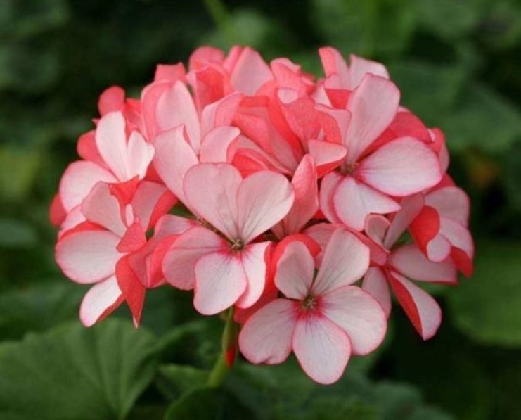 4种花,夏天不怕热,冬天不怕冷,四季都有花赏,满屋子飘香!