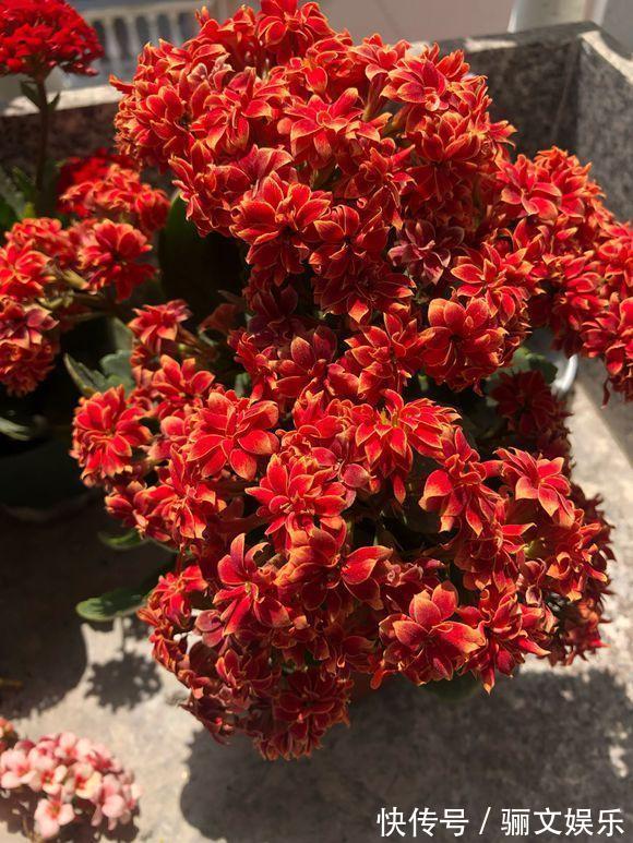 土土质|竹林下的1种土,是养花“极品土”,掺在盆里,啥花都能长得旺!