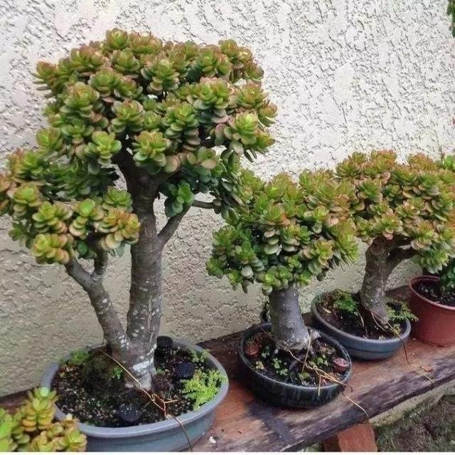 叶子|嫌花长的丑,趁现在砍头,满盆都是新叶子!