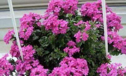 不要再扔掉这个东西了,往花盆里加一个花就多了,叶子绿了,比花强10倍