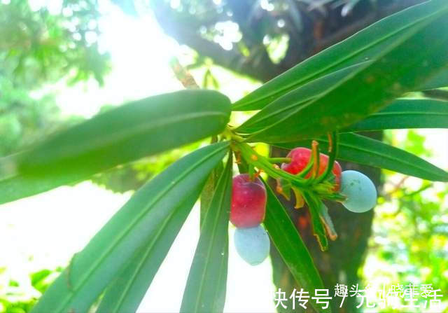 中国传统文化|阳台再小,也能养3种树,小盆就能养,个个都是“传家宝”