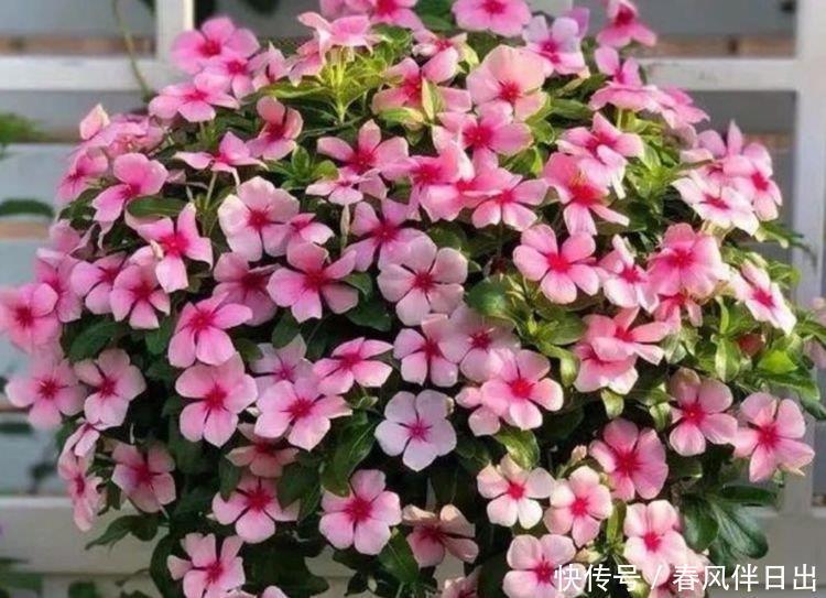 4种花高贵优雅,看了就让人沉醉,好养漂亮,一开就是300多天!