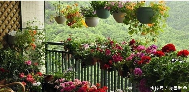夏季来了,让你阳台爆满,几个小妙招,让你的阳台种上几十盆花