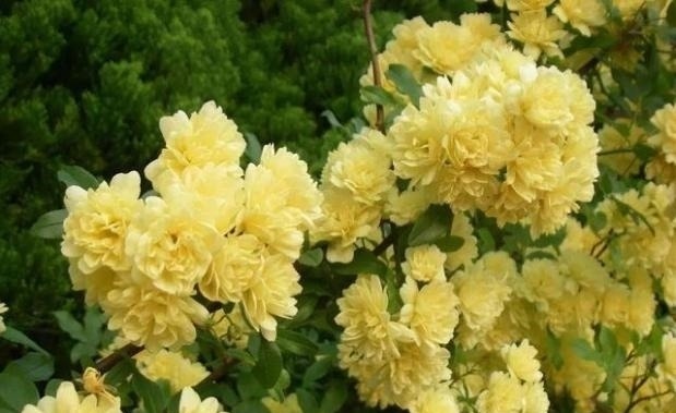 左邻|院子再小,也要养棵它,2年长一片,开花特别美,左邻右舍都说香