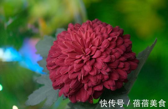 五种健康花,家中养几盆,全家健康一整年