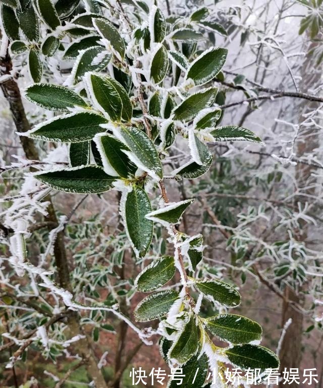 贵州|快看！贵州黔东南雷公山上处处银装素裹，风景美翻了……