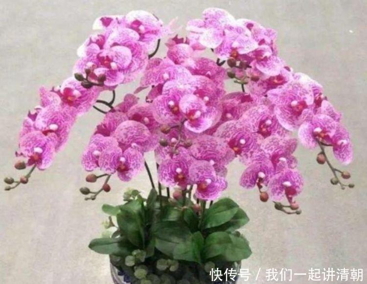 4种花很好养,花开酷似一盏盏红灯笼,养在哪里都爆盆,惹人喜爱