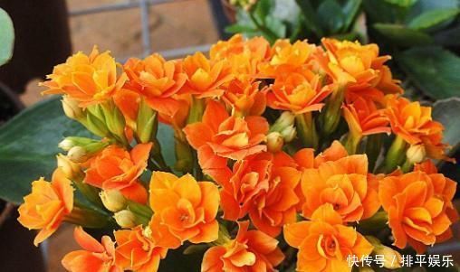 长寿花不开花,还容易黄叶,老花农教你4招,叶片油绿,花比叶多