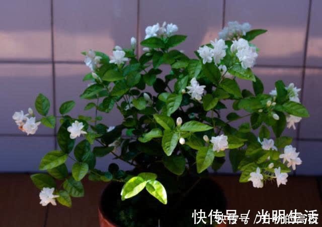茉莉花|养茉莉花有5个常见问题,对于新手来说,避免才能花开不断不黄叶