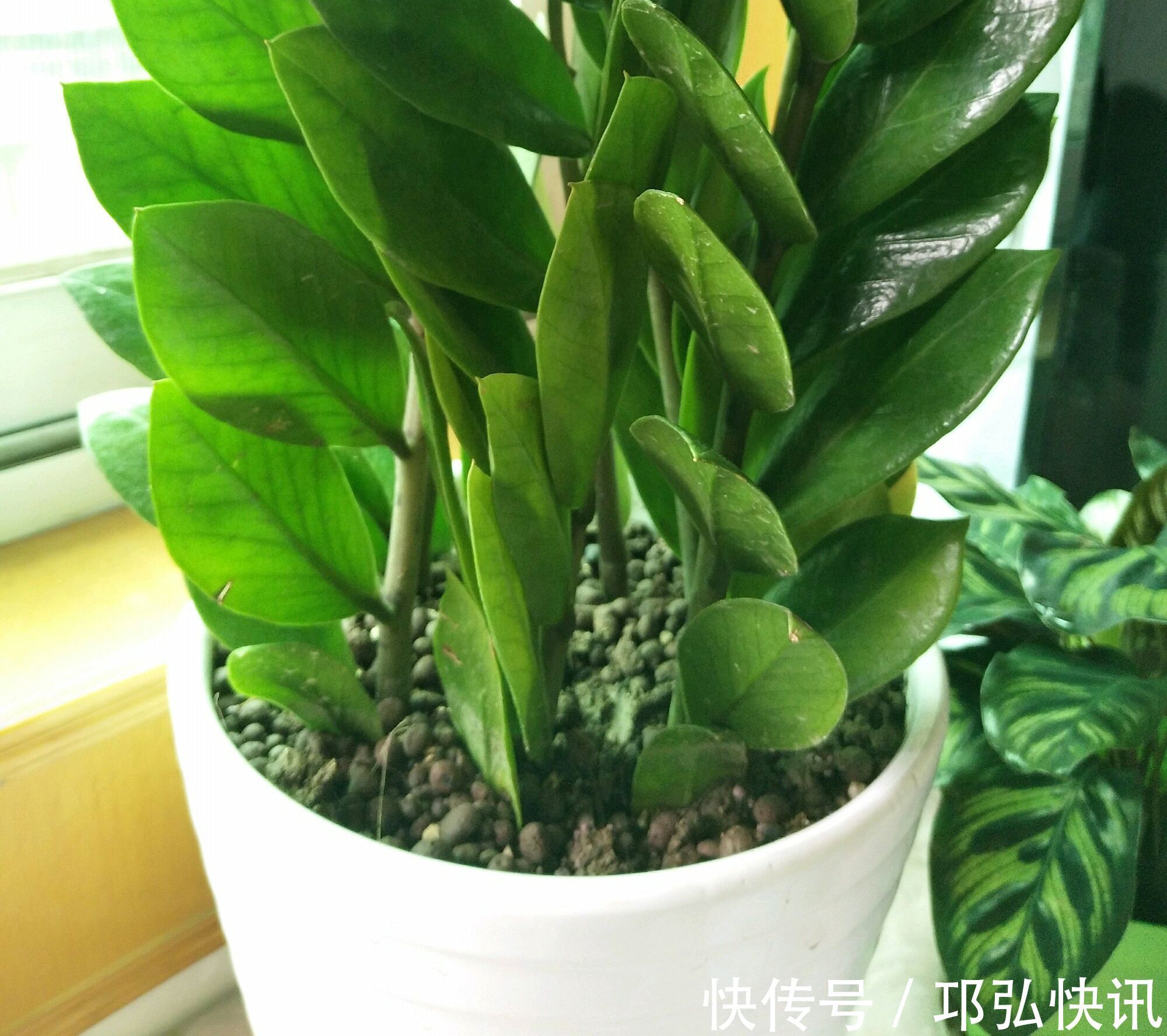 金钱树怎么浇水按照3种方式浇水，金钱树长势旺不黄叶掉叶