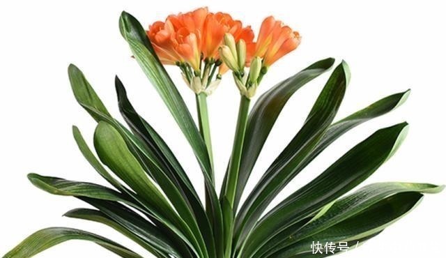 五年没开花的君子兰,只用了三点,年年开花几十朵还不夹箭!