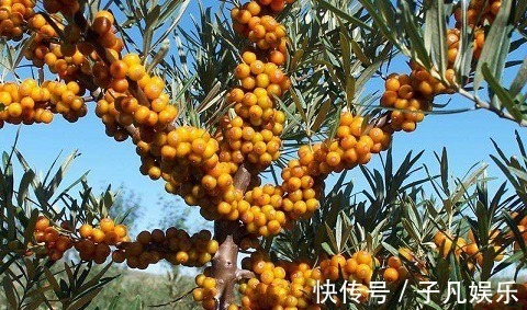 沙棘|女人晚上当零食吃一把,连吃2周,美白、去皱、抗衰老,不妨一试