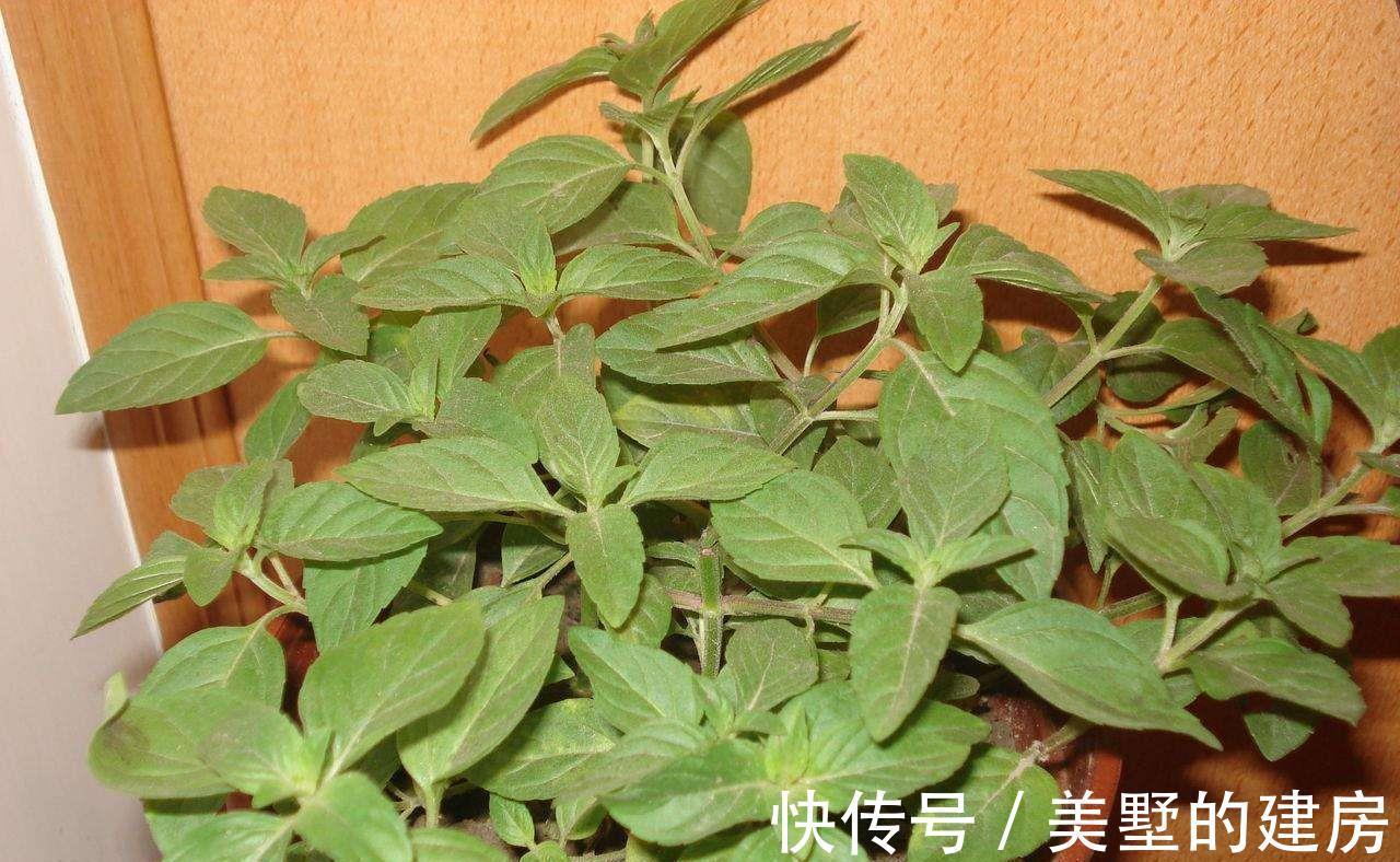 薰衣草|这些植物是蚊虫克星，夏天到了养上一盆，不用买蚊香啦