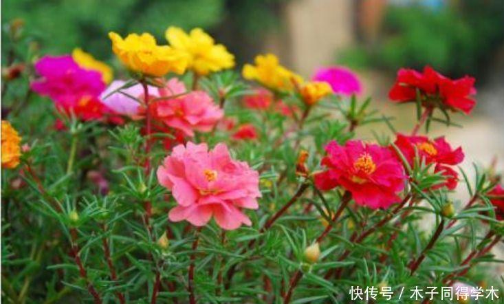 4种花颜值高又好养,花香四溢,花朵硕大、花期长,漂亮好养!