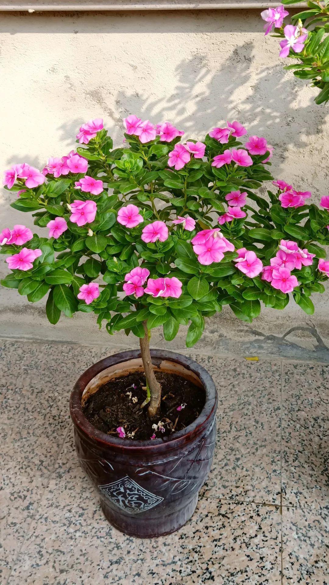 身价|5块钱一盆的花,养1年变老桩,身价翻了上百倍!