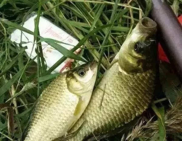 野钓鲫鱼浮漂怎样看，为什么送高漂，提竿却不中鱼？