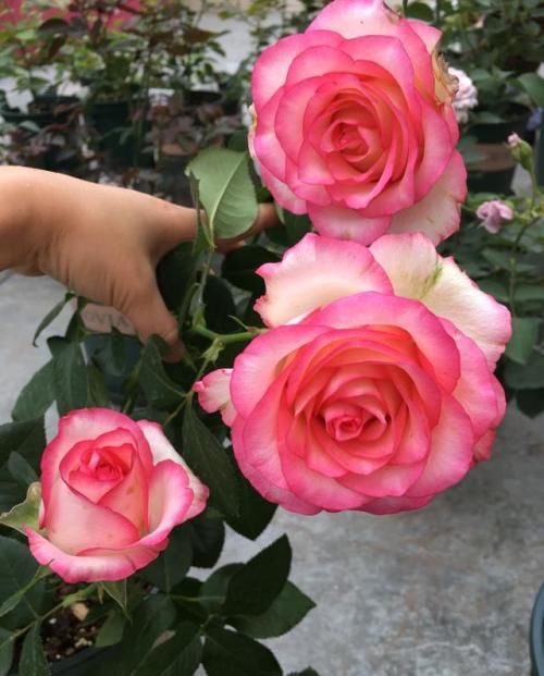  开花|5种勤花月季，开花一茬接一茬，花量大还抗病，值得拥有