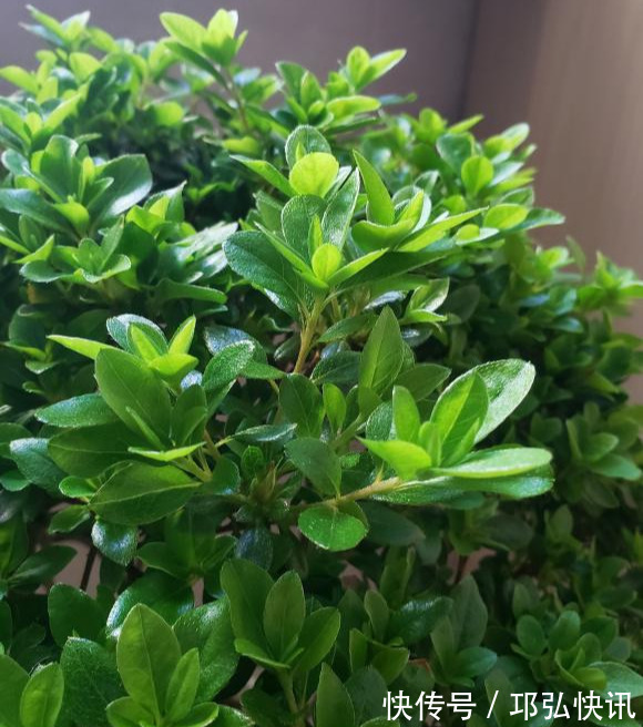 浸盆|4种娇气花,就怕“当头灌”,叶片沾水就烂,浇水要谨慎