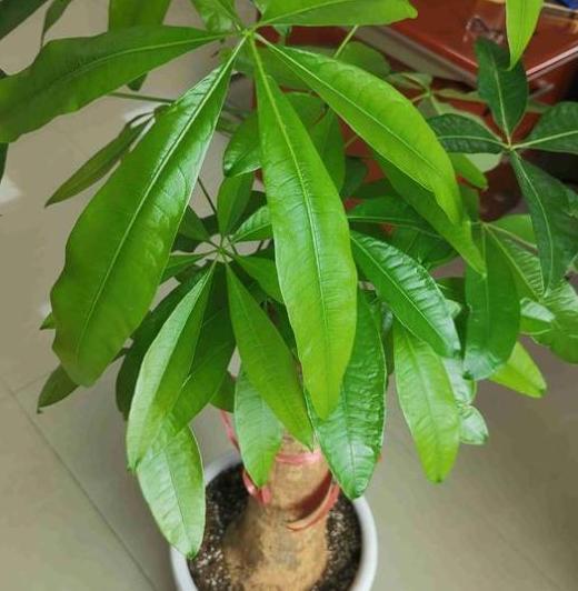养观叶植物发财树,盆栽打蔫、没精神还生长迟缓该怎么办