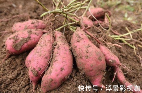 女性|女人别太省钱!多吃4大“零嘴”,补充雌激素,六十岁不显老