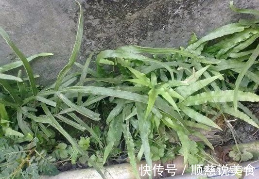 孢子囊|一个治肝炎的民间偏方!1味草药煮水喝,不到1月,“肝”净病消除