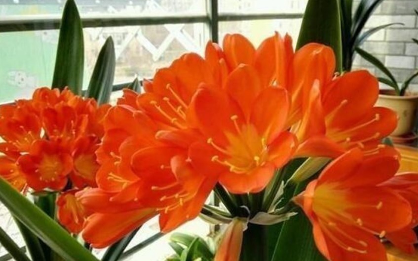 “4种花”花朵硕大、花期长,一开就是300天,观叶又赏花!