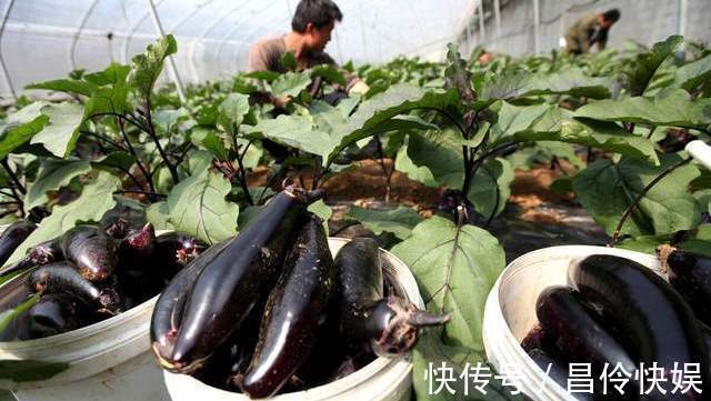 宽叶|菜贩子不外传的8个买菜小窍门,新鲜品质好,照着买准没错