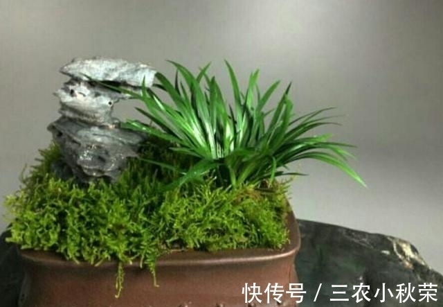 形态|怎样才能制作出小巧玲珑、形态优美的微型盆景?